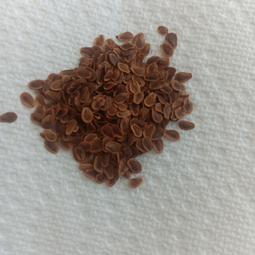 Brown Seeds